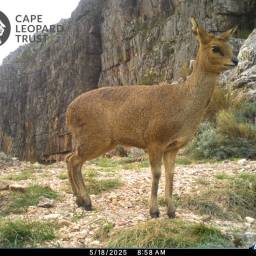 Klipspringer
